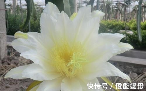 失眠|女性不想老太快,每天吃一点此菜,皱纹大肚子消失了,失眠也好了