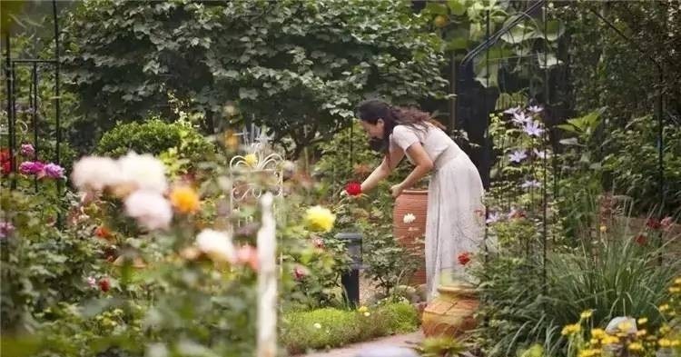花园|7年前买了栋花园别墅,在600㎡的院子里,创造了一片“城市绿洲”
