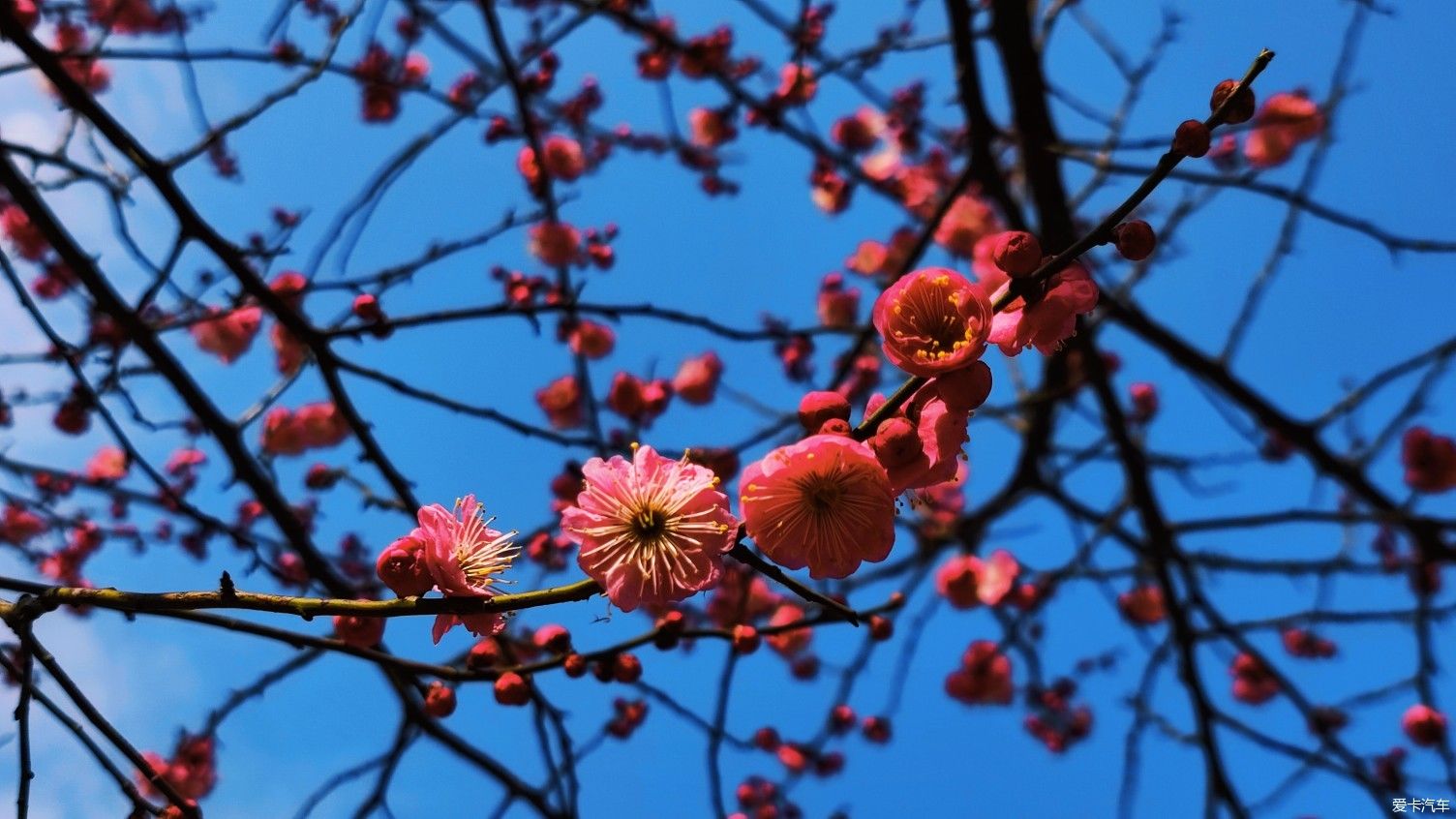 【爱卡踏青季】花枝俏