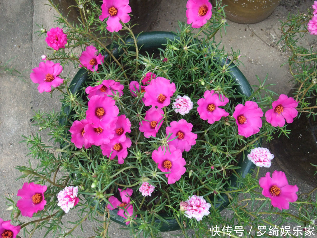 天竺葵|3种“懒人花”,30天不管,反而花开“爆盆”,浇水勤快却危险