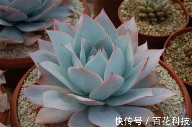 要点|60种多肉图鉴及养护要点,1分钟学会,超全超实用!