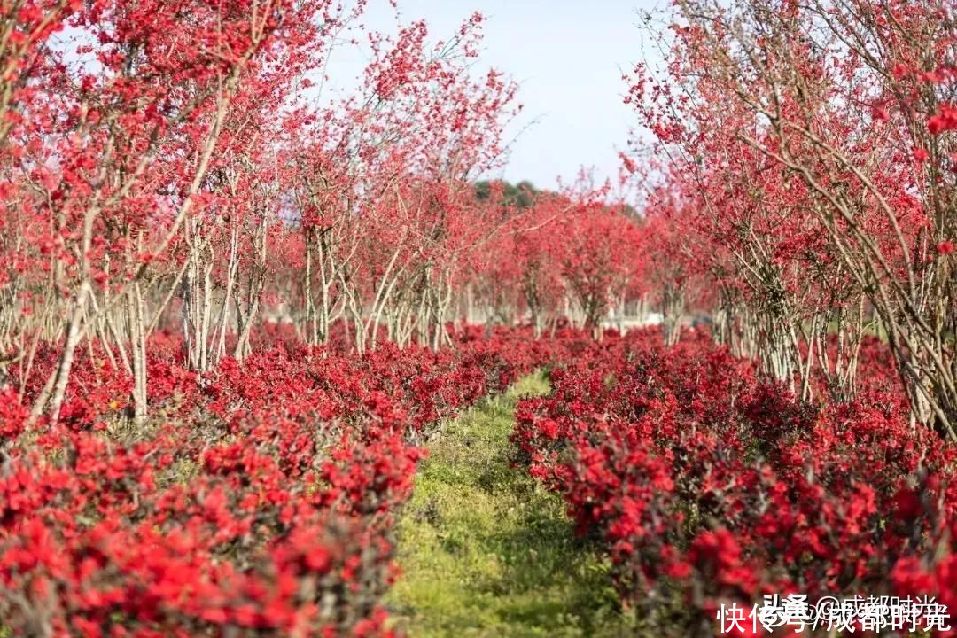成都千亩海棠、数百亩梅林满树繁花似锦 约吗?