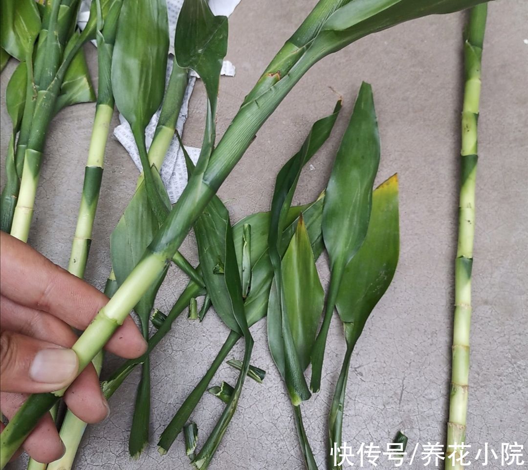 富贵竹|水培富贵竹，做好4个要点，半个月长出大白根，枝叶茂盛