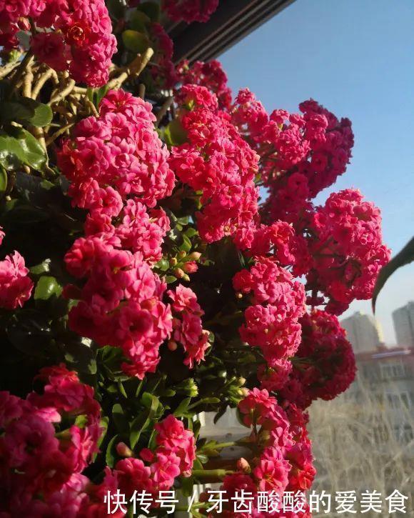 仙人|养花达人:38年前,掏家底儿买的2盆花,1盆被偷,1盆传给孙子