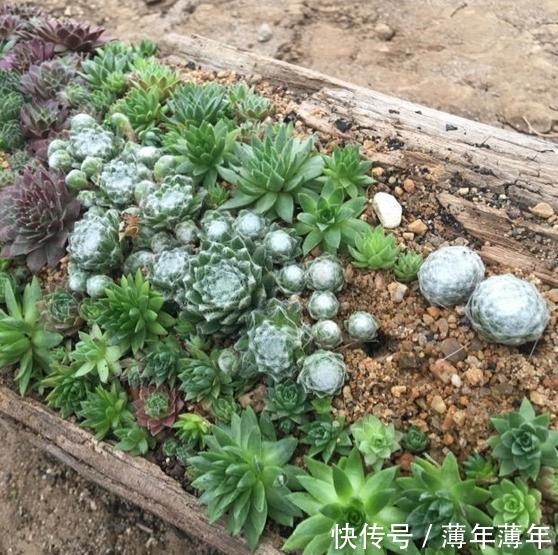 烂木头充分利用，资深花友打造出迷你多肉花园，以后烂木头别丢了！