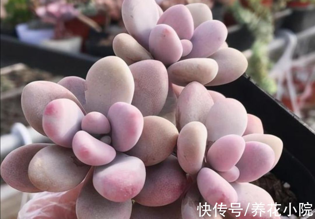 天凉了，给多肉做好3件事，让它变得绚丽多姿