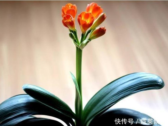 老婆不小心将“它”扔进花盆里，干瘪的君子兰，开花爆盆了