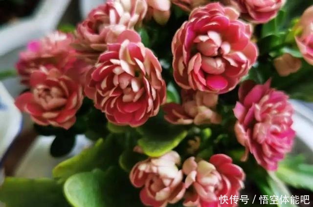 花一变这样,就是休眠了,赶紧换个地方养!花一变这样,就是休眠了,赶紧换个地方养!