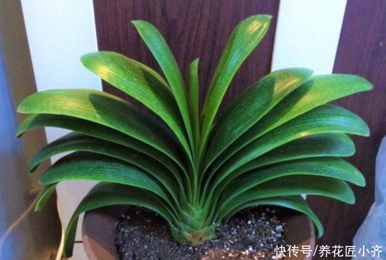 让8成养花新手都后悔的4个“妙招”,再看到别尝试