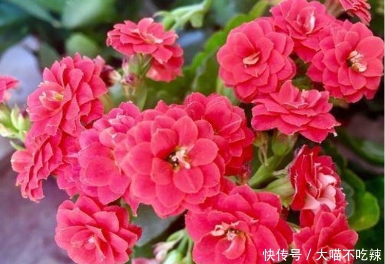 4种花是花卉中的佼佼者,花期长花量大,满屋飘香!