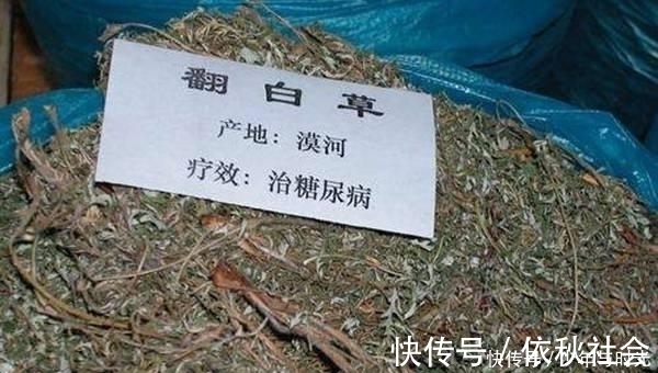 野草|农村这种野草,形似“鸡腿”,药用价值高,人称翻白草!