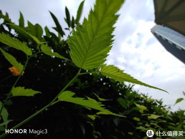 手机|王者归来，非凡设计荣耀全能科技旗舰新品荣耀Magic3上手体验