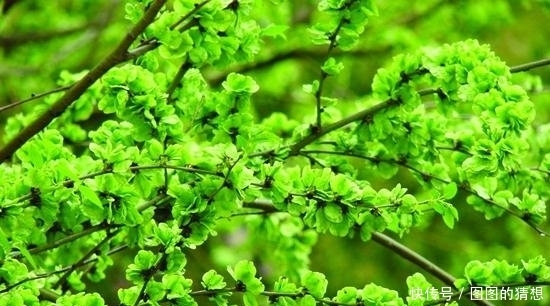 中薪|三月吃野菜正当时,错过了要等一年,8种野菜,你们吃过几种?