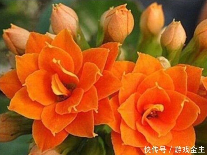 长寿花怎么摘心和修剪?让它爆发更多的侧枝,开更多的花花