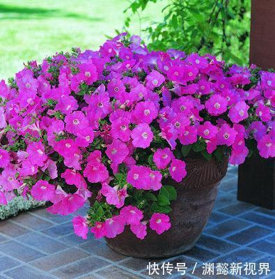 半阴通风|盆栽矮牵牛，记住3个小细节，株型大10倍，1棵开花200朵，美