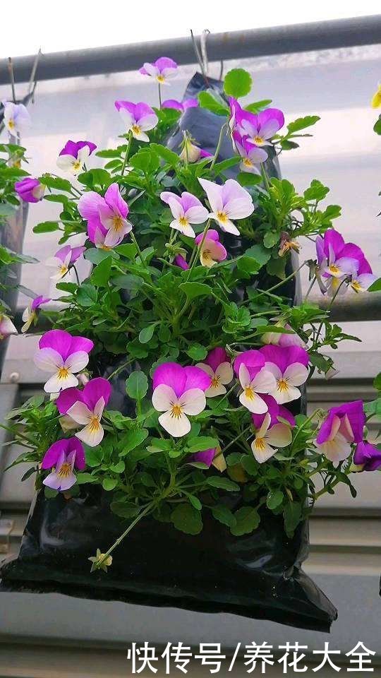 家里有个小窗台，养4种草花，过年开爆盆