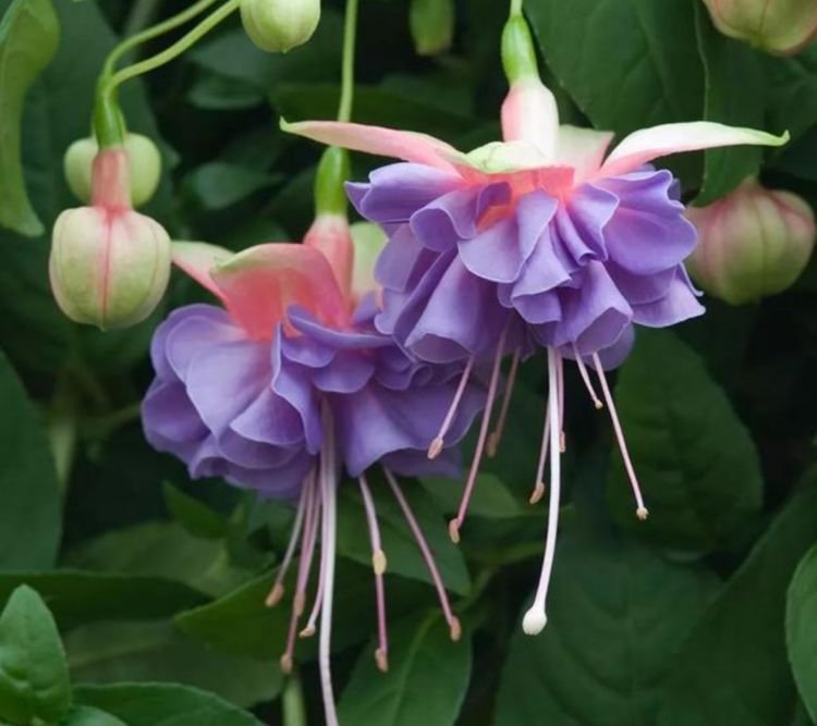4种漂亮花，花色艳、花量大，一开就美爆，给点水就疯长，太好养