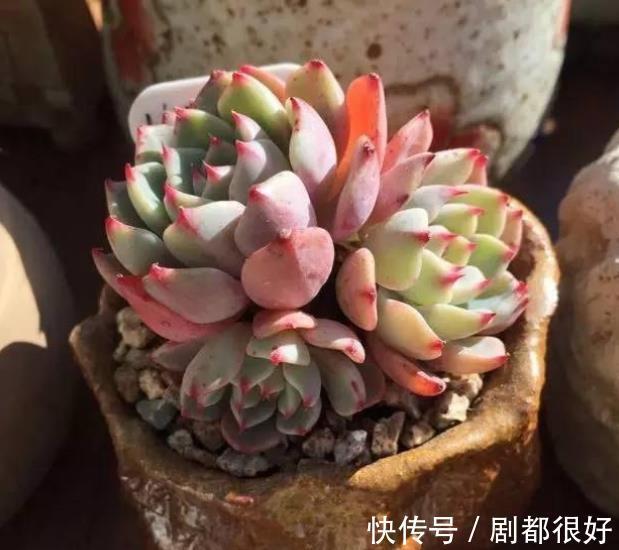 国庆后养多肉,做好3件事,多肉快速爆盆,叶片肥厚上色美
