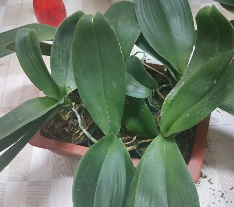 蝴蝶兰出现腐烂的情况,剪掉一些,养一下就又能养出大粗跟!