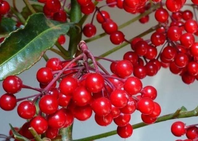 年底选年宵花,别落下3种招财花,象征好寓意