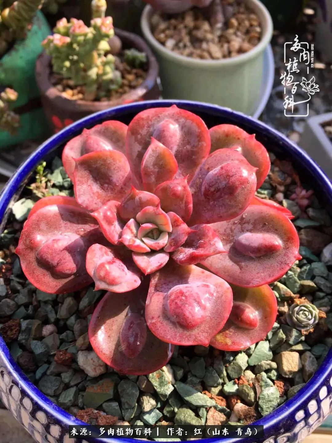 多肉度个夏,回到解放前!曾经有多美,现在就有多丑!