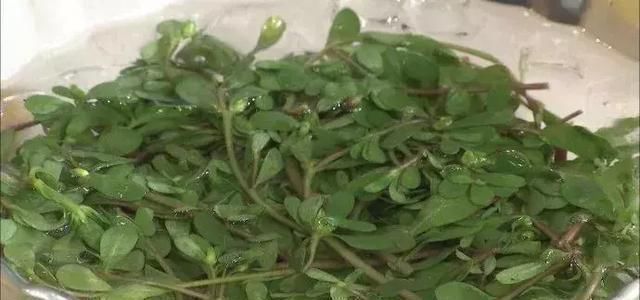 不吃|救命的马齿苋,99的人不知道的作用再不吃就晚了