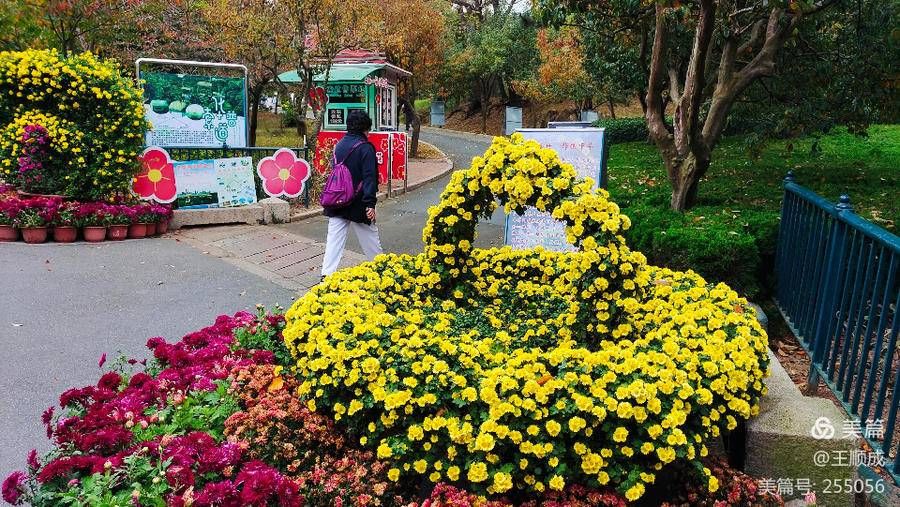 菊展|顺成视界｜霜重百花残 青岛这边菊正艳