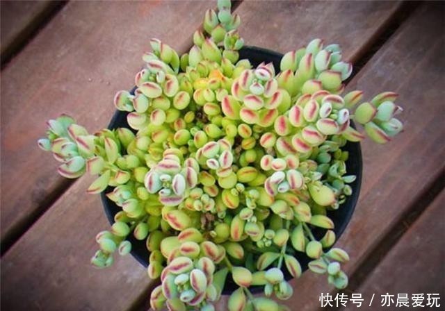 普货|公认漂亮好养的10种普货多肉,紫乐上榜桃蛋失冠,排在第一竟是它