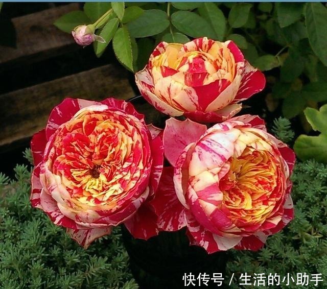 25款包子型月季,花开永不败,大花好养又丰花,新手推荐种植!