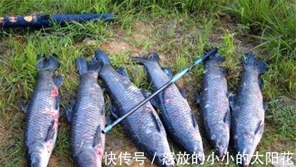 珠珠钓|这种不用饵料的钓法，在黑坑和野钓守大货时，都有不俗表现！