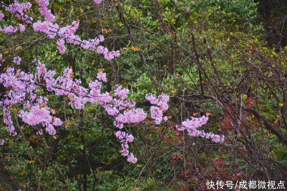 紫色花海迷人眼，赏花攻略已送达，只待君来