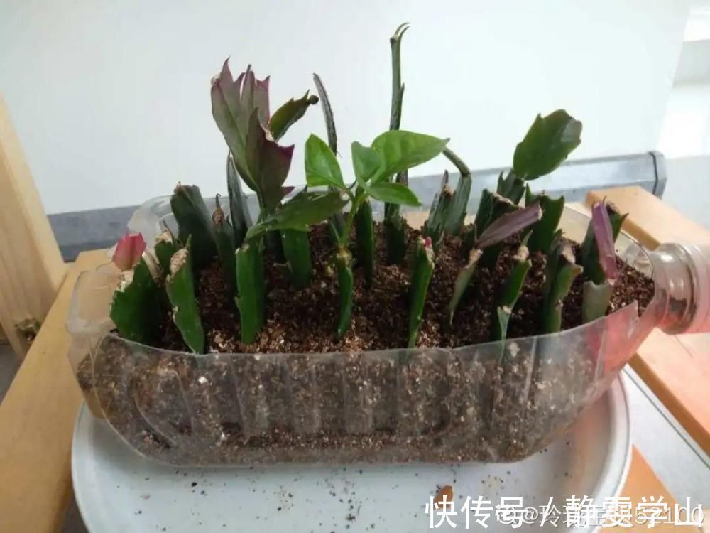 叶子|养护蟹爪兰，要注意8个要点，才能开出仙气飘飘花