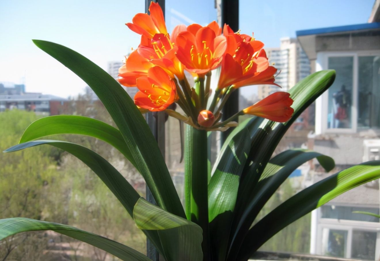 家中常见的6种花要“穷养”,花盆小一点,少水少肥更旺盛