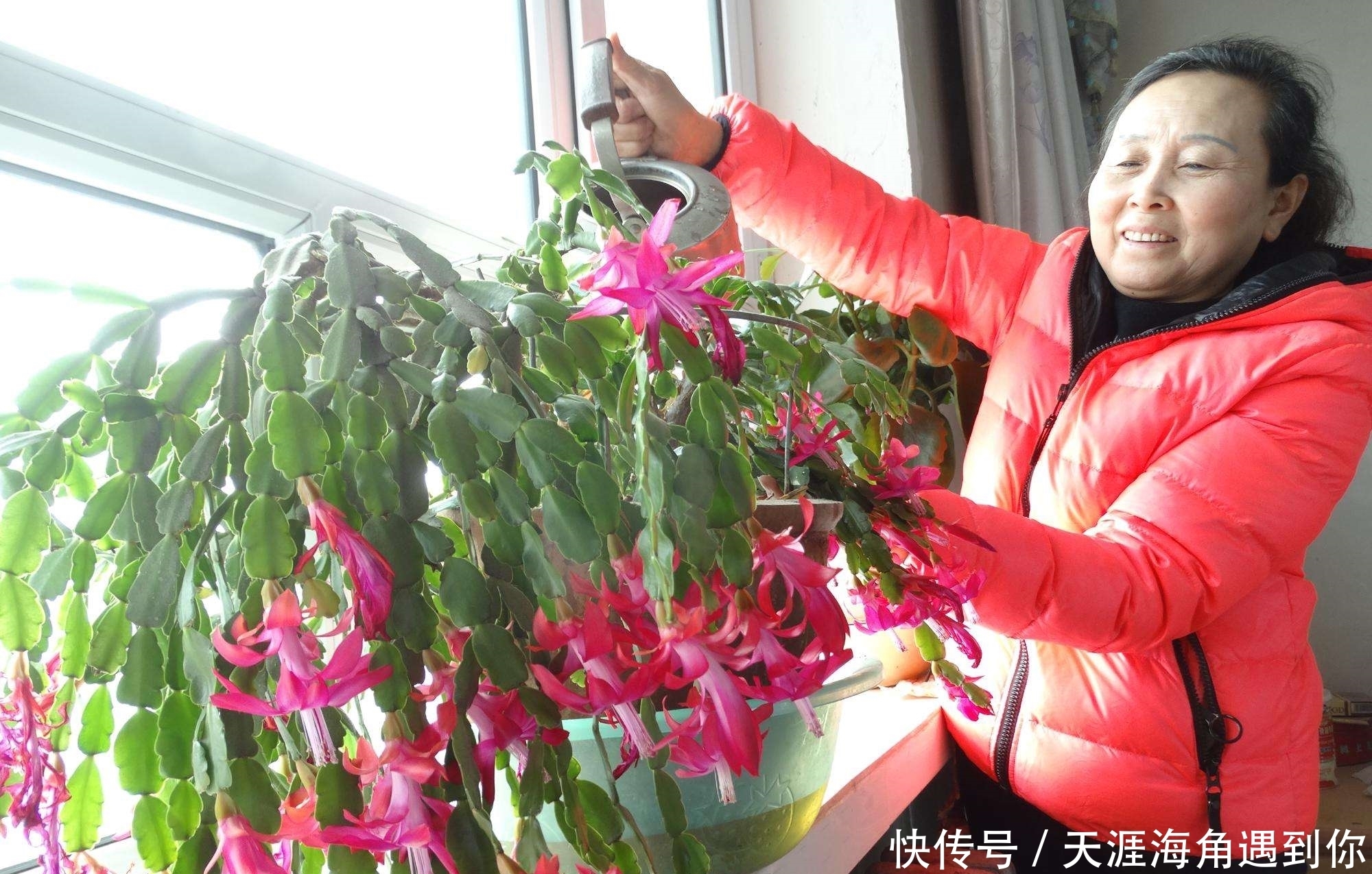 张大妈入秋养蟹爪兰,用“这招”,不但长得快,而且开花多