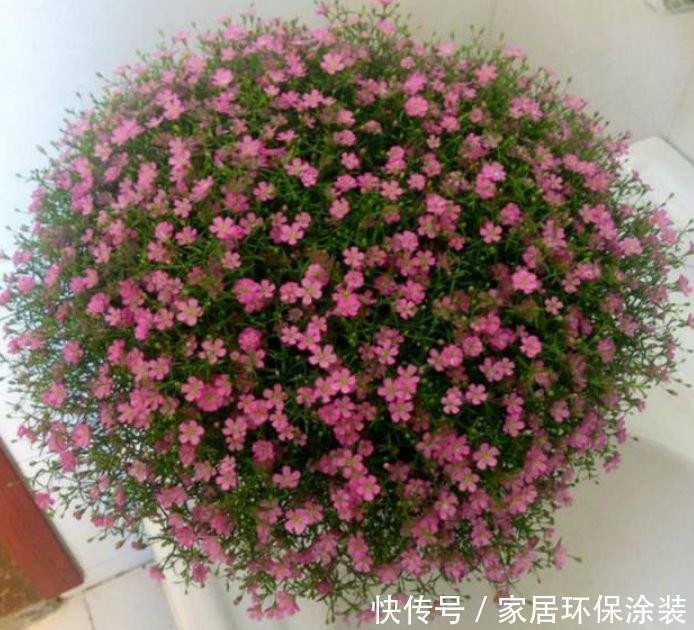 不管有没有钱，正月二十八养4种“聚财花”，牛年纳福财运旺