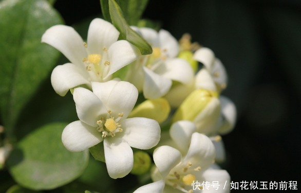 藤曼|此花芳香沁人心脾,俘获世界上的各种情感,为初恋之花