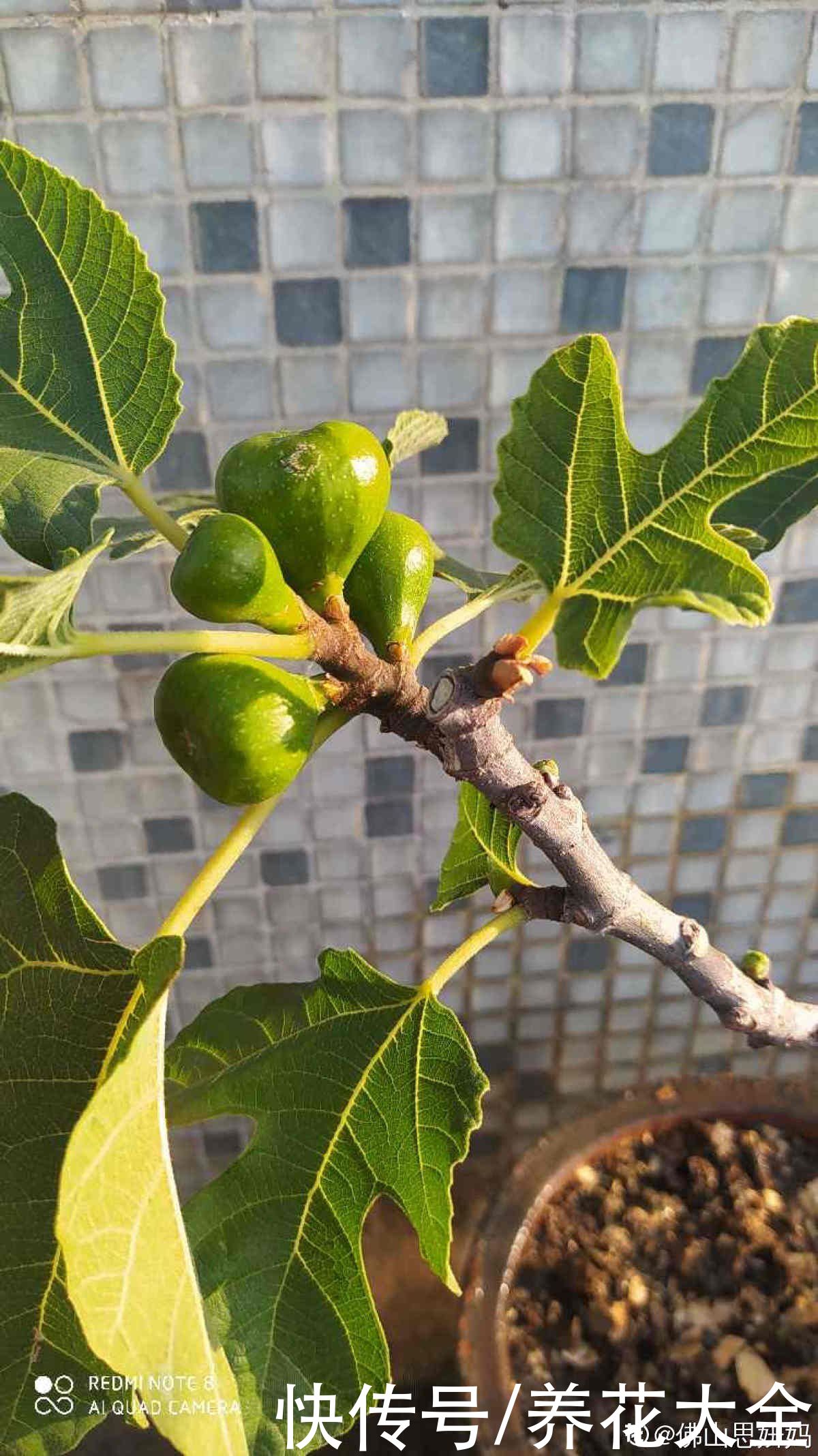 石榴树|2种果树，不仅能结果，修剪好了还能做盆景