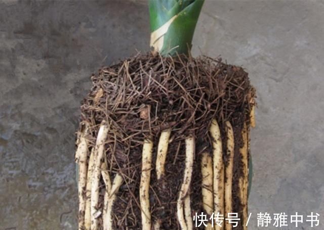 万能养花之宝,盆里放一点,不黄叶、不烂根、不生虫还不用肥