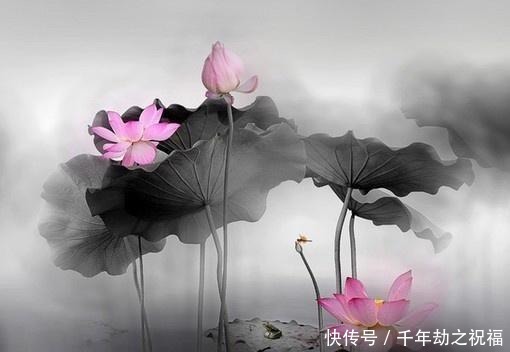  佛语|令人释怀的佛语禅心，经典睿智，受用一生！