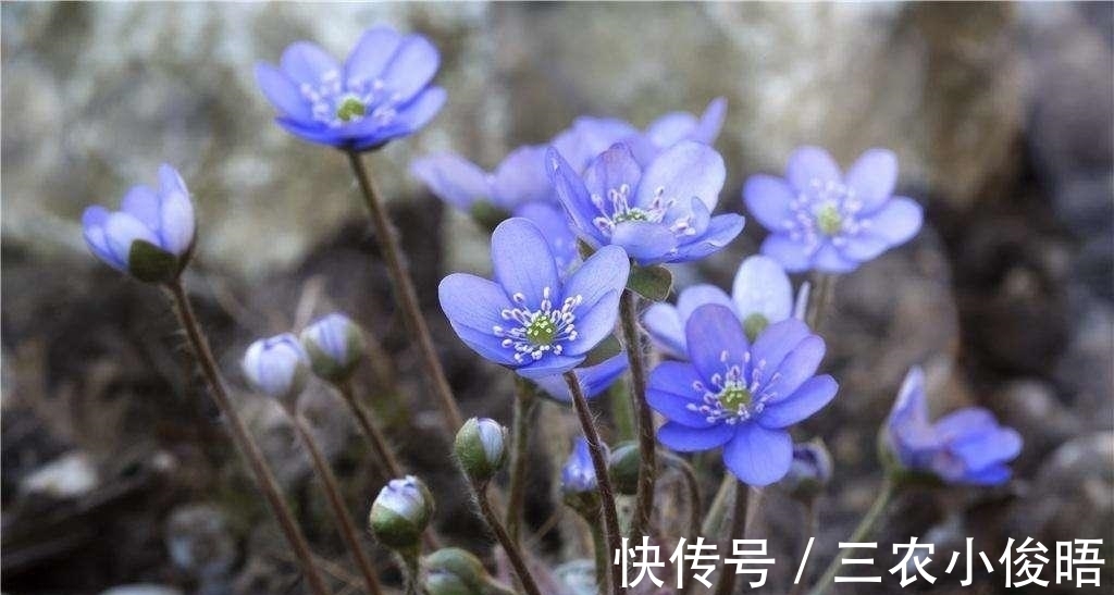 齐名|一种与樱花齐名, 但好像比它更珍贵的花