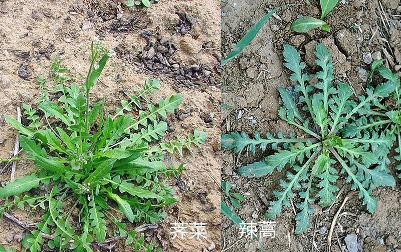 这7对“双胞胎”野菜，很多人傻傻分不清，你认识哪几种？