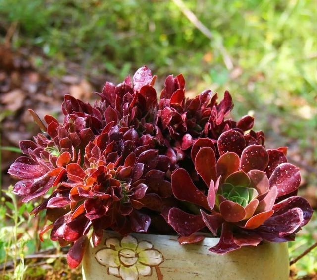 【多肉盛宴】你还傻傻的分不清法师品种吗百合莉莉属于法师