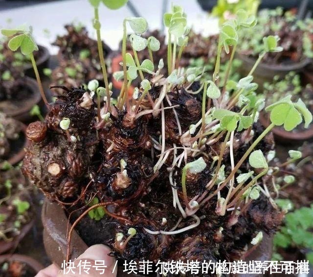 酢浆草|路边常见到的“三叶草”,挖个根30天养成精致盆景,价值翻倍!