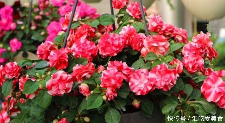 4种漂亮花,好打理,易爆盆,不仅花好看,名字也好听