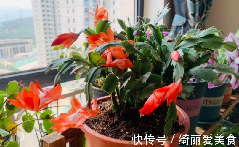 养蟹爪兰,怎么催花?没有磷酸二氢钾就用它,1个月1次