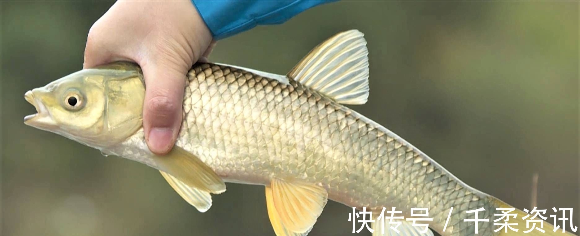 垂钓|钓这几种鱼不谈什么钓技,只要水里有鱼,一般人都会钓