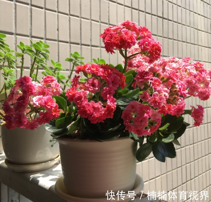 怎么让长寿花多来几茬？这4个方面“勤快些”，一茬接一茬地开