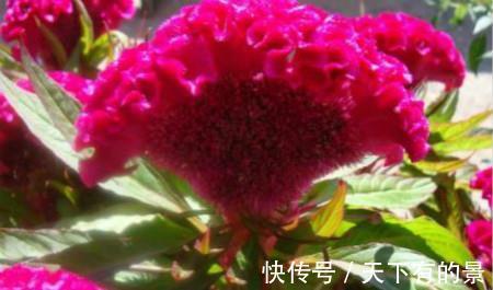 家养|鸡冠花有毒吗能在室内养吗,想不到家养鸡冠花还有这么多好处