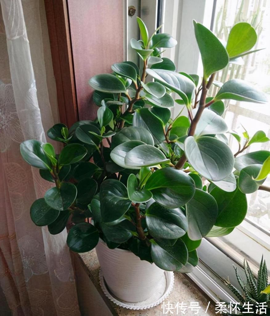这6种花适合养在书房,提升品位观赏性强,还能净化空气提高效率