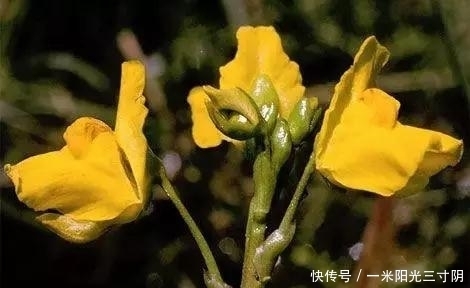 世界上十大剧毒植物,你身边有吗?